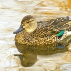 female Green-winged Teal on golden water