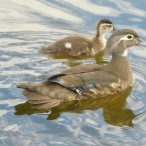 female Wood Duck & duckling