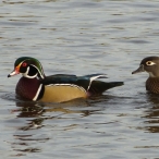 male & female Wood Ducks