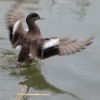 Wigeon flapping