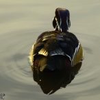 male Wood Duck - from the rear