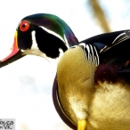 male Wood Duck up close