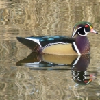 male Wood Duck