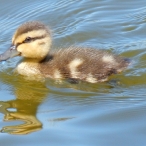 Mallard duckling @ Brydon Lagoon 2