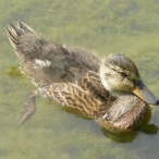 Mallard duckling swimming