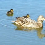 Mallard mom & ducklings