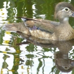 reflecting female Wood Duck