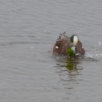 Wigeon with seaweed dinner