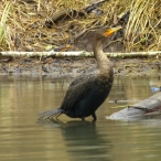 Double-crested Cormorant posing