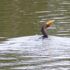 Double-Crested Cormorant spraying water