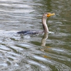 Double-Crested Cormorant swimming