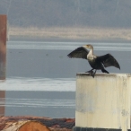 Double-Crested Cormorant - wings outspread