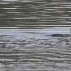 Double-Crested Cormorant swallowing fish
