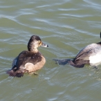 female Ring-necked Duck, & male Lesser Scaup