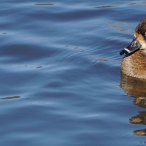 female Ring-necked Duck @ Reifel Bird Sanctuary