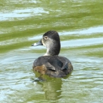 female Ring-necked Duck swimming away