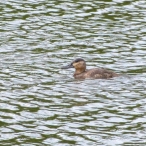 female Ruddy Duck - Brydon Lagoon