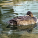 female Greater Scaup - tucked in