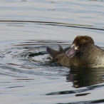 female Greater Scaup - scratching