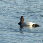 male Canvasback looking at me