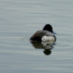 male Lesser Scaup - swimming away