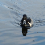 male Ring-necked Duck face on