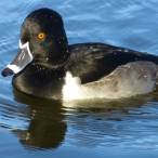 male Ring-necked duck