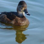 female Ring-necked Duck @ Reifel Bird Sanctuary