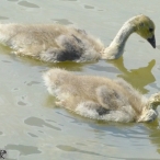 2 goslings swimming