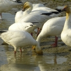 a gaggle of Snow Geese
