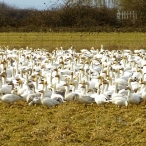 a tiny portion of the Snow Geese flock