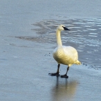 adult Trumpeter Swan