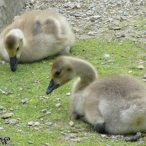 Canada Goose goslings resting - Burnaby Lake