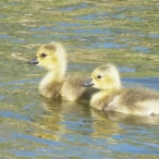 Canada Goose goslings - swimming