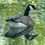 Canada Goose reflecting