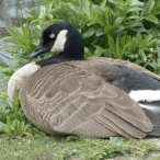 Canada Goose resting