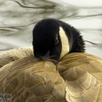 Canada Goose - tucked in
