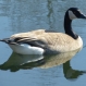 Geese & Swans