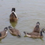 dabbling Canada Geese family - the family that dabbles together, stays together