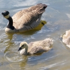 mother Canada Goose & goslings spitting