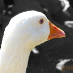 white Goose closeup - B&W & colour