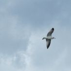 soaring Ring-billed Gull