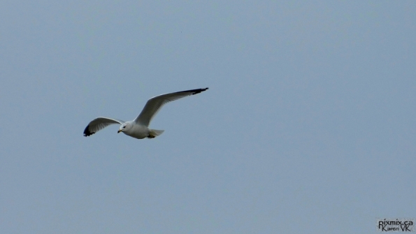 Ring-billed Gull flying
