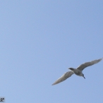 winging it - Seagull (2).jpg
