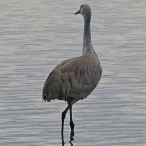 wading Sandhill Crane