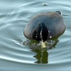 American Coot - coming up