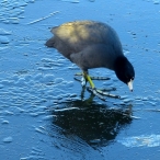 American Coot investigating the ice