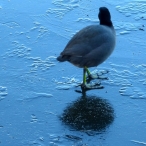 American Coot walking away on the ice