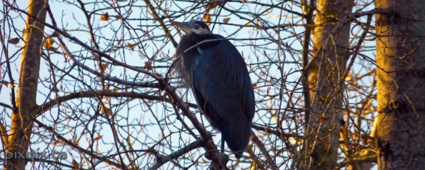 Great Blue Heron @ Elgin Heritage Park