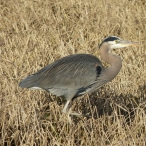 Great Blue Heron in the grass